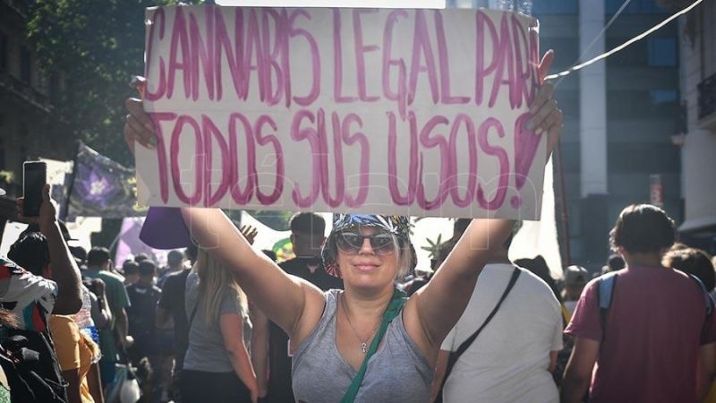 Oficializan investigación sobre cultivo de cannabis para usos médicos