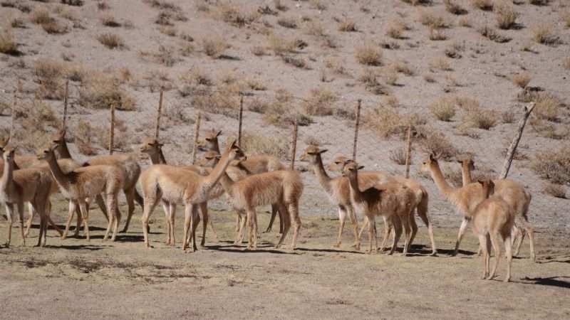 Avanza a paso firme la esquila en silvestría