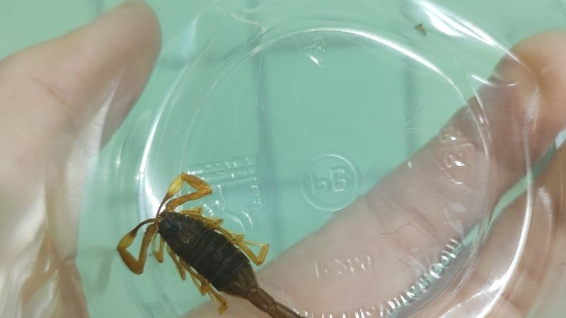 Requieren escorpiones para la producción de antídotos