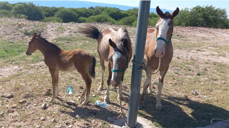 Secuestran animales que obstaculizaban el tránsito