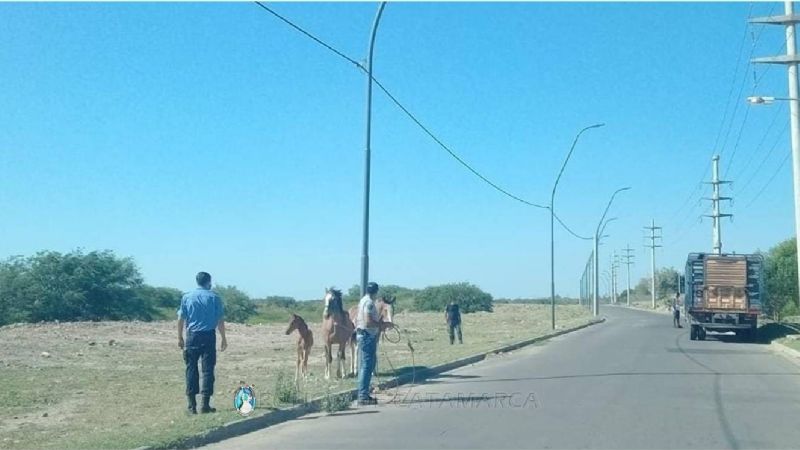 Secuestran animales que obstaculizaban el tránsito