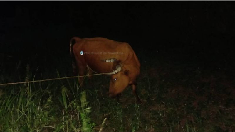 Secuestran animales sueltos en Fray Mamerto Esquiú