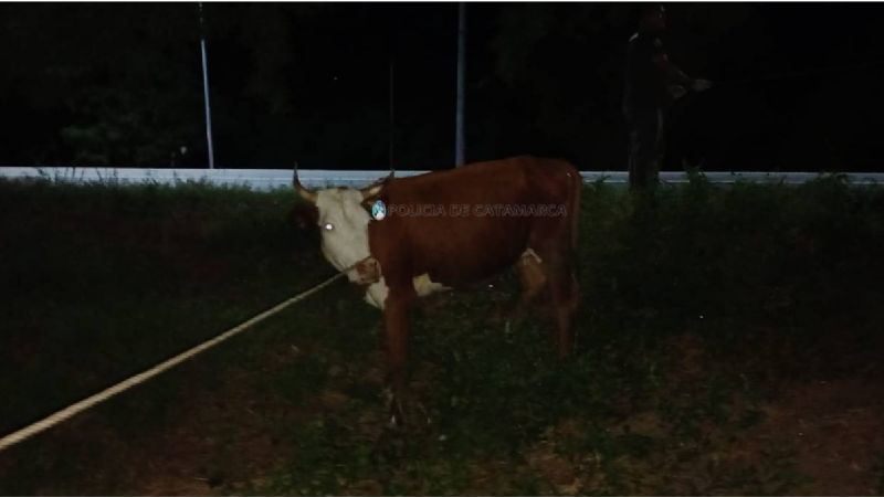 Secuestran animales sueltos en Fray Mamerto Esquiú