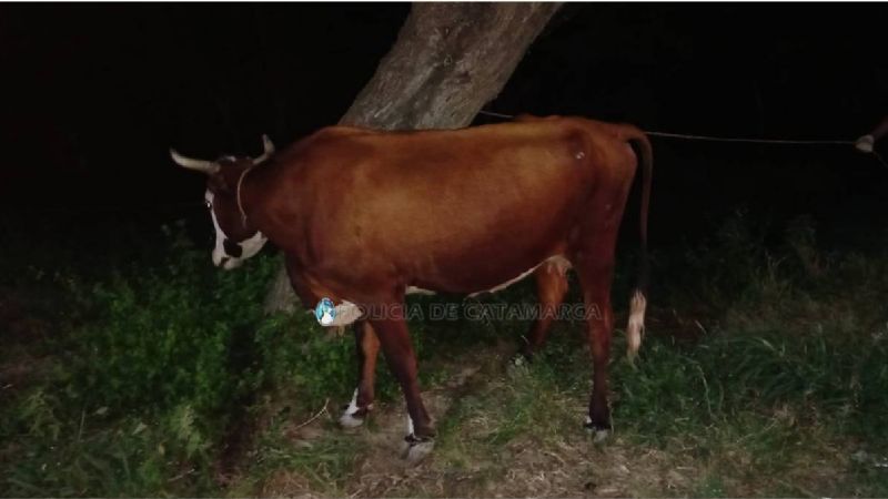 Secuestran animales sueltos en Fray Mamerto Esquiú
