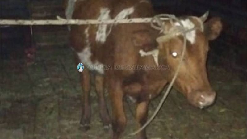 Secuestran un animal vacuno en Valle Viejo