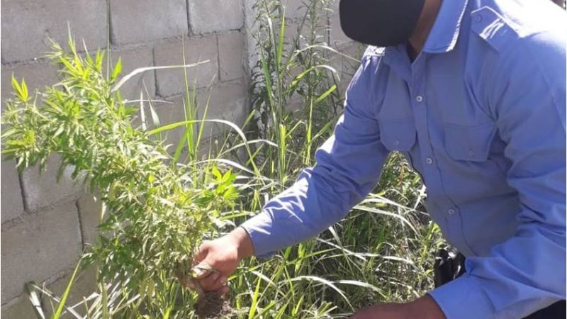 Secuestran una moto desarmada y plantines de marihuana