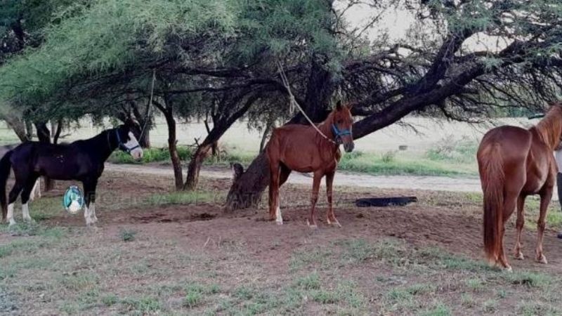 Secuestran animales sueltos en Valle Viejo
