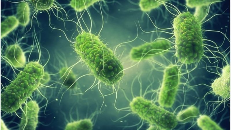 Continúan las acciones de prevención de Salmonella