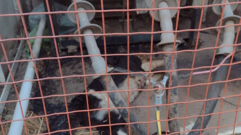 Animal provocó un cortocircuito y dejó sin luz a los vecinos