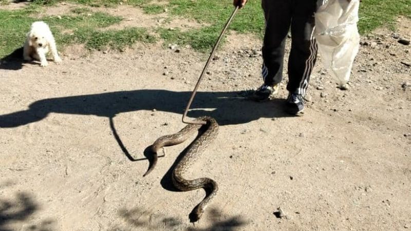 Encuentran una lampalagua en una vivienda