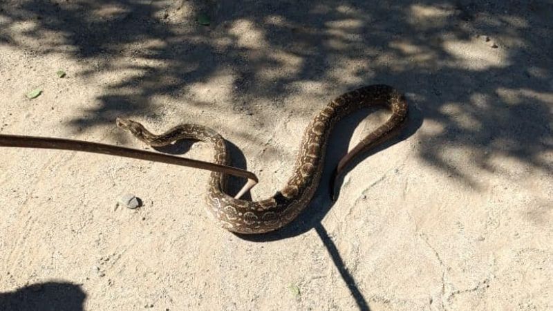 Encuentran una lampalagua en una vivienda