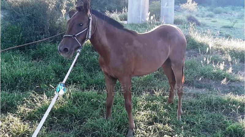 Secuestran una potranca suelta en Valle Viejo