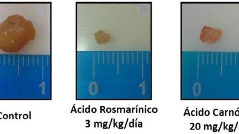 Compuestos del romero pueden tratar la endometriosis
