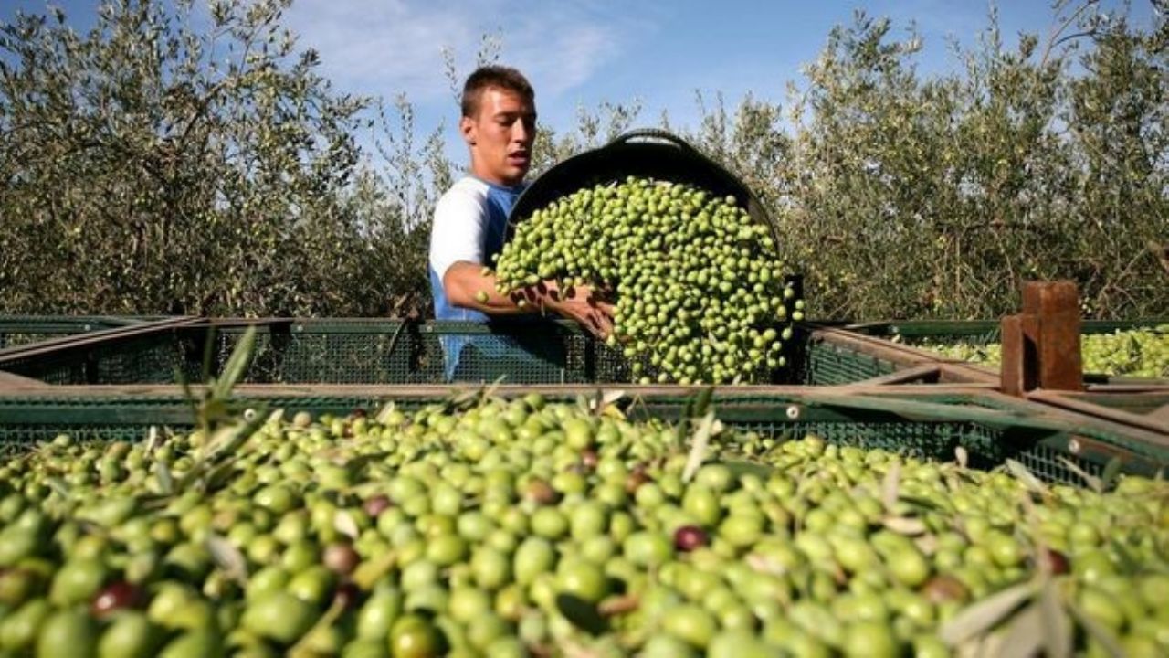 Catamarca y La Rioja producen más de 100.000 tn. de aceitunas al año -  Catamarca Actual