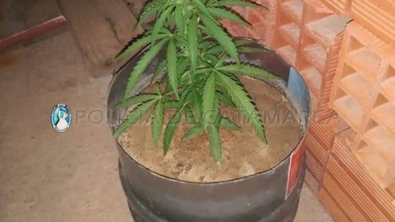 Secuestran casi 100 gramos de marihuana