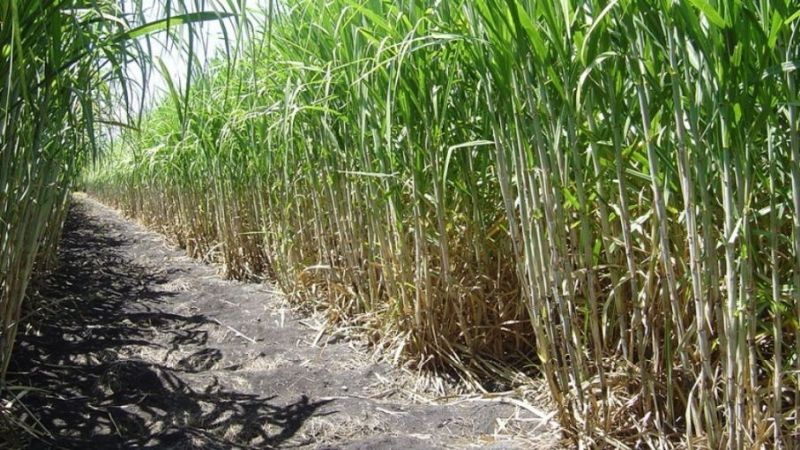 Según un experto, la caña de azúcar puede ser “oro negro”