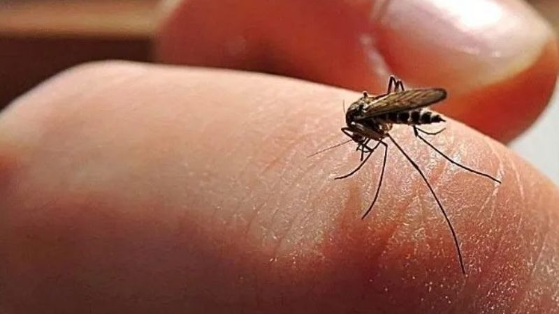 Alerta en Salta por casos de dengue en ascenso