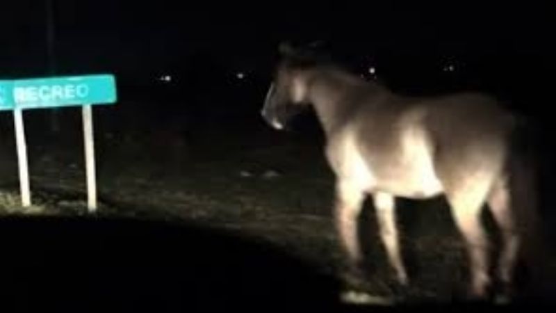 Grave accidente por animales sueltos en la ruta 157