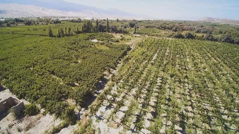 Productores de Fiambalá negocian el precio de la uva