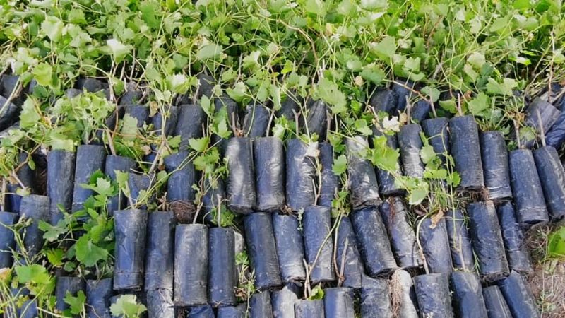 Continúa la entrega de plantines de uva cereza en Fiambalá