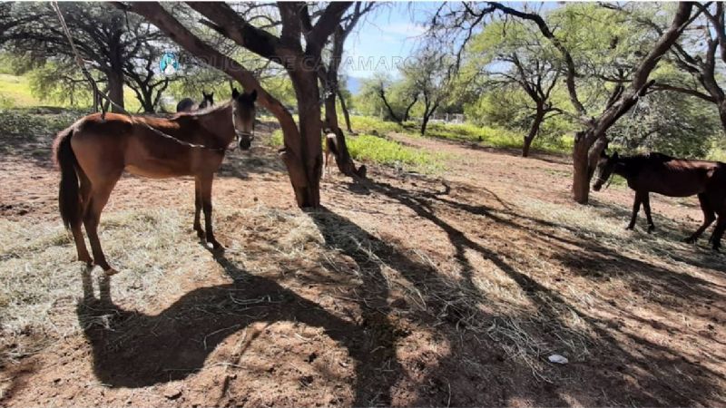 Continúa el secuestro de animales sueltos en la Capital