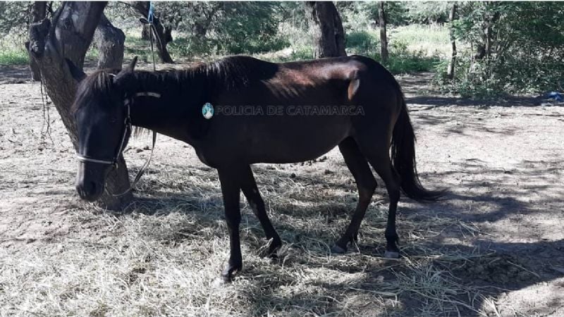Continúa el secuestro de animales sueltos en la Capital