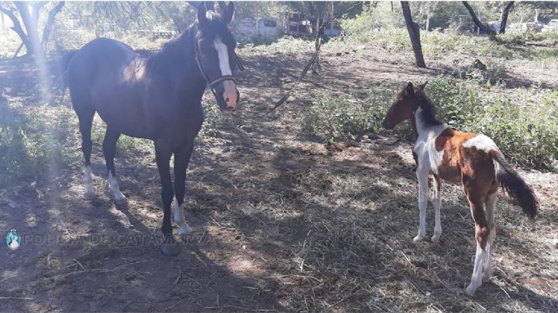 Continúa el secuestro de animales sueltos en la Capital