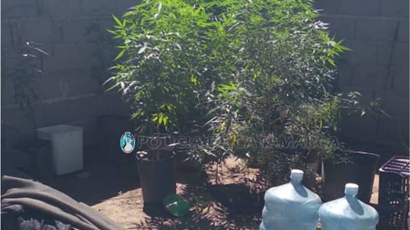 Secuestran 14 plantas de marihuana, semillas y frascos