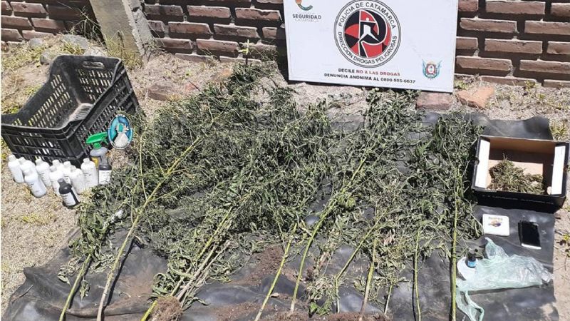Secuestran 14 plantas de marihuana, semillas y frascos