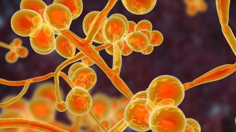 Alerta mundial por la enfermedad que podría ser la próxima pandemia