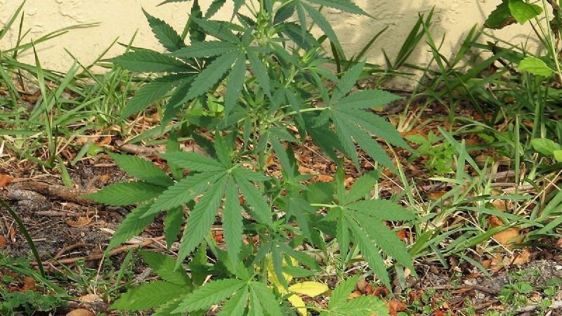 Buscaban a un violento y encontraron una planta de marihuana