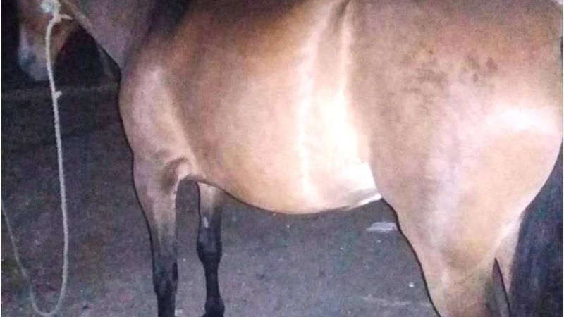 Arrestan a un joven y recuperan una yegua robada de una finca