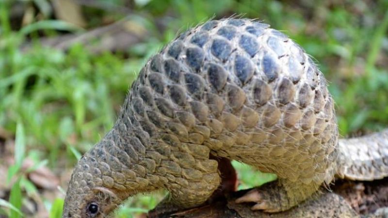 Aseguran que el coronavirus no fue creado y que tuvo un origen animal