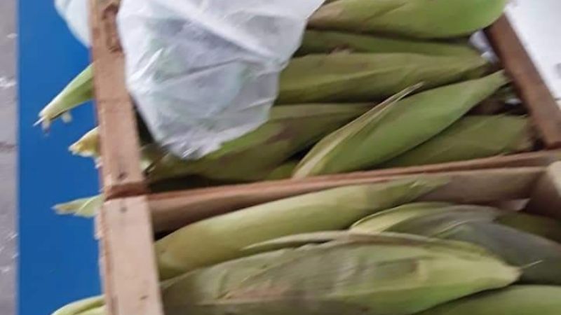 Feria productiva en Medanitos