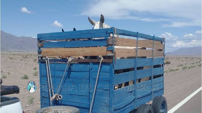 En un tráiler, llevaban tres caballos robados