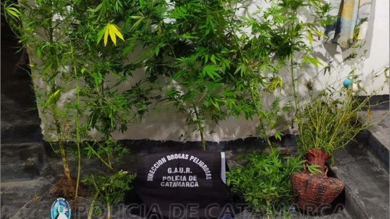 Un detenido con casi 200 gr. y diez plantas de marihuana en Santa María