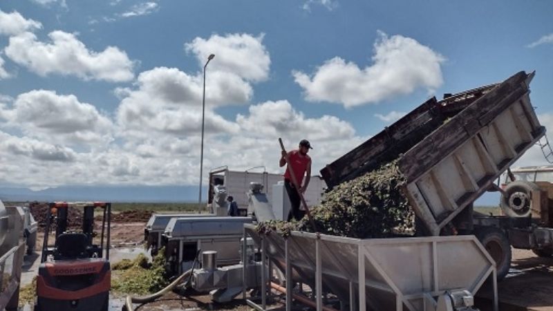 Comenzó la compra de uva cereza para elaborar mosto concentrado