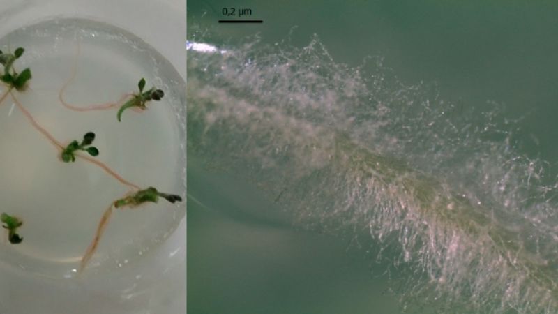 Una bacteria para mejorar el rendimiento de la planta de papa