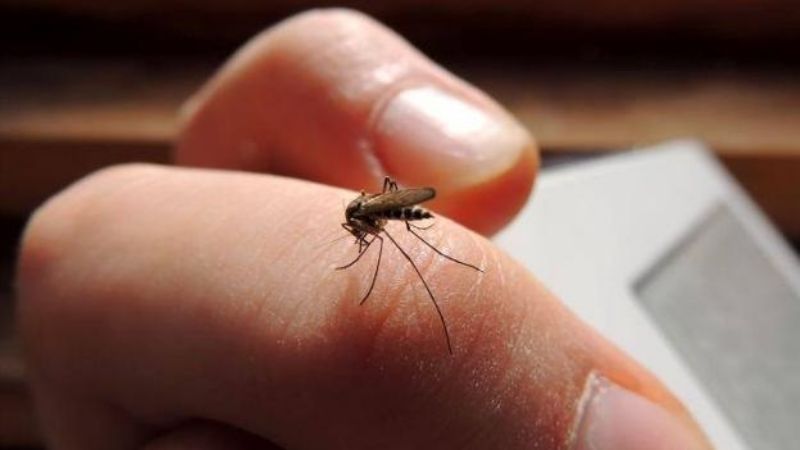 Invasión de moscas y mosquitos en Santa María