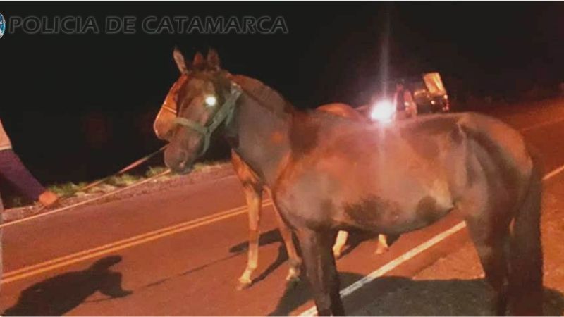 Secuestran animales sueltos en Capayán