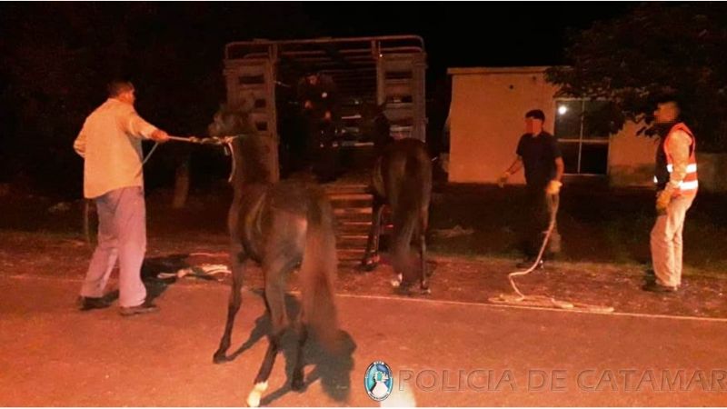 Secuestran animales sueltos en Capayán