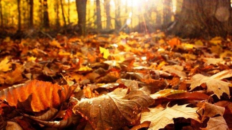 En el hemisferio sur ya se vive el otoño