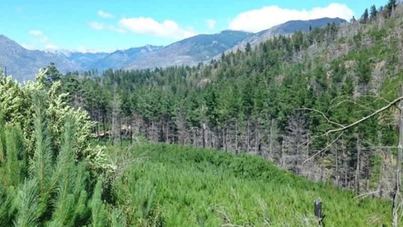 Advierten que la proliferación de especies de pino contribuye a los incendios forestales