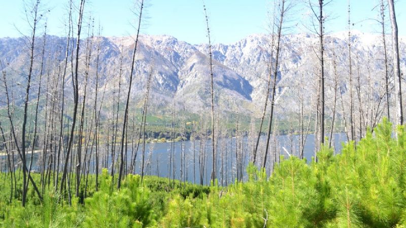 Advierten que la proliferación de especies de pino contribuye a los incendios forestales