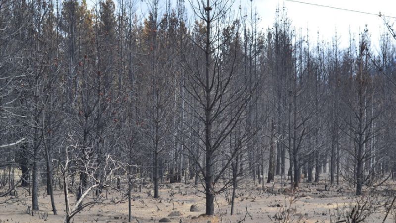 Advierten que la proliferación de especies de pino contribuye a los incendios forestales