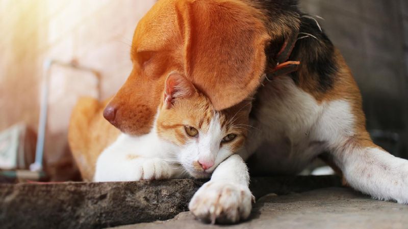 Detectan cuadros graves en perros y gatos con la cepa británica