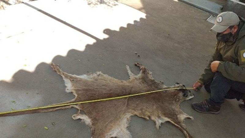 Secuestran material y pieles de animales silvestres