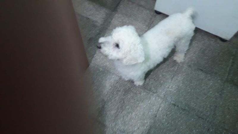 Piden ayuda para encontrar a Kiro