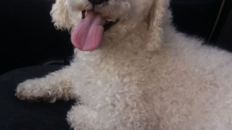 Piden ayuda para encontrar a Kiro