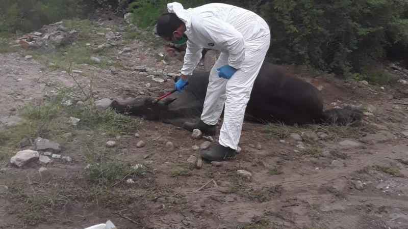 Detectan caso de rabia paresiante bovina
